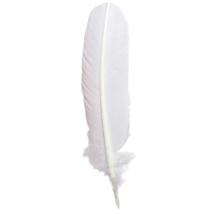 Image de Plumes d'oie taillées 28cm.